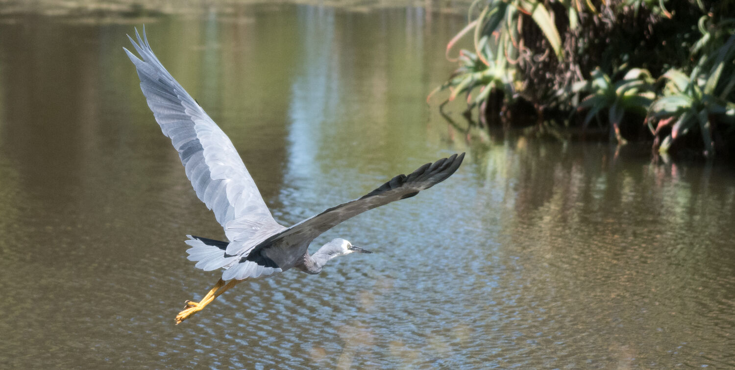 Flying bird